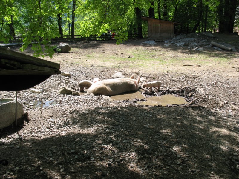 ballenbergbe07may2009106.jpg