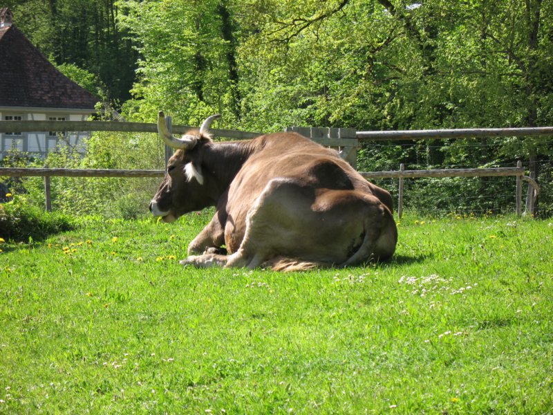 ballenbergbe07may2009182.jpg