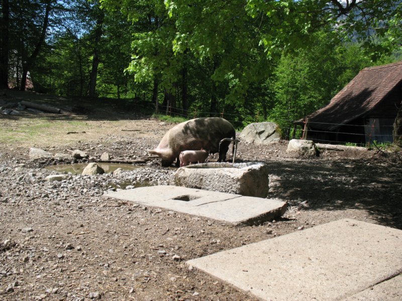 ballenbergbe07may200973.jpg