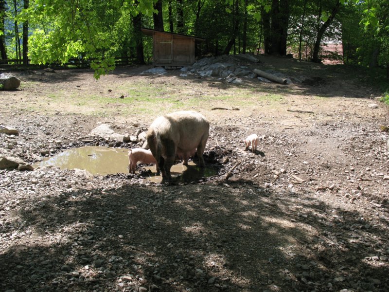 ballenbergbe07may200981.jpg