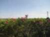 jul2013866_small.jpg