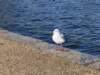 img_4911_small.jpg