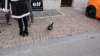 dsc00447_small.jpg