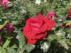 img_5481_small.jpg
