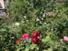img_5482_small.jpg