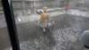 dsc00878_small.jpg
