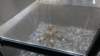dsc00882_small.jpg