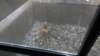dsc00884_small.jpg