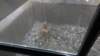 dsc00885_small.jpg