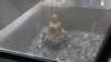 dsc00886_small.jpg