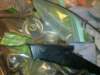 image4601_small.jpg
