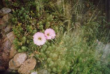 [Blooming Cactuses 3]