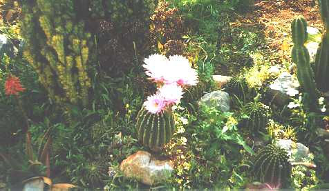 [Blooming Cactuses 1]