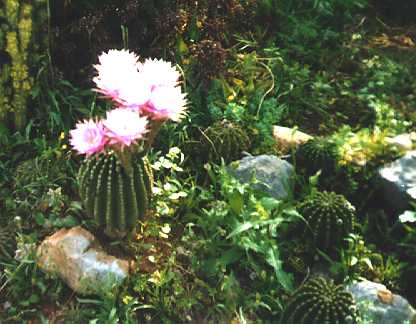 [Blooming Cactuses 3]