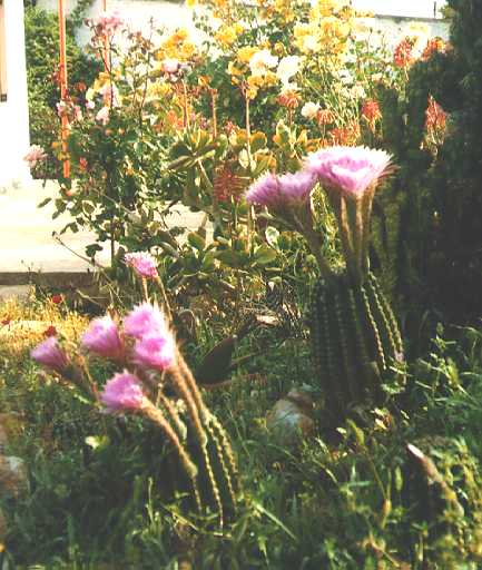[Blooming Cactuses 4]