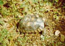 [I can run very fast!]