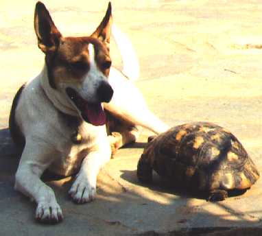 [Dudu and rex, preparing to race!]