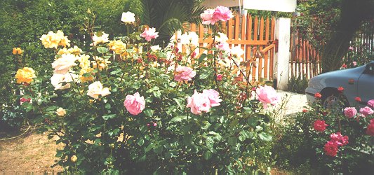 [Rose Bushes 4]