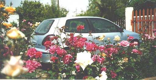 [Rose Bushes 6]